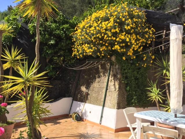Lemon Garden House Apartman Maiori Kültér fotó
