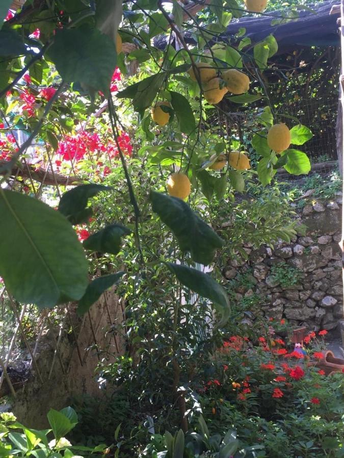 Lemon Garden House Apartman Maiori Kültér fotó