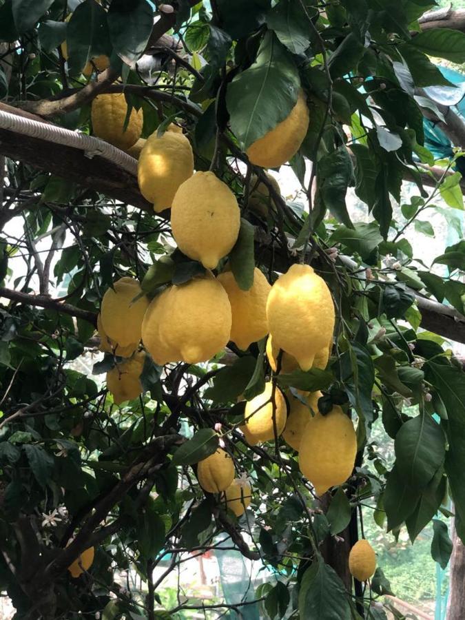Lemon Garden House Apartman Maiori Kültér fotó